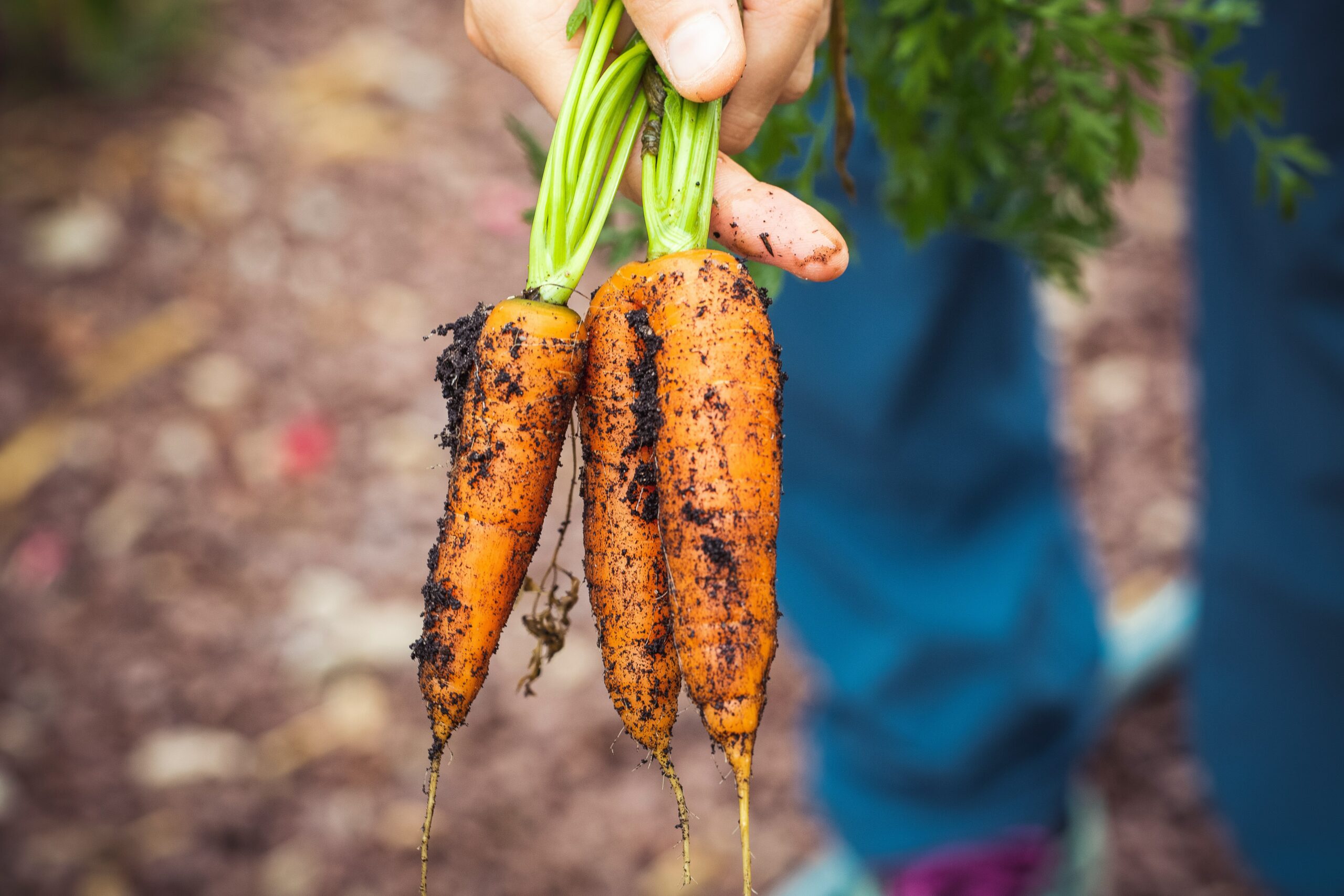 En Moreno talleres para promover la producción de alimentos agroecológicos. – (Buenos Aires)