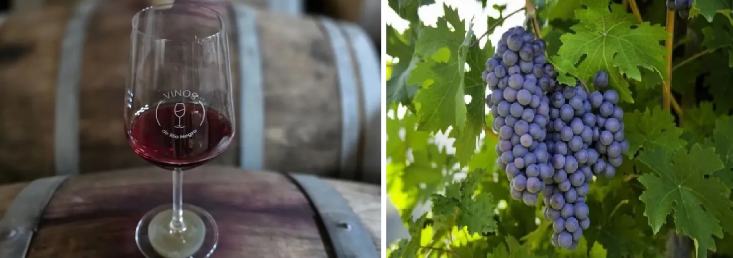 Pinot Noir: Río Negro celebra un varietal que impulsa desarrollo y economía