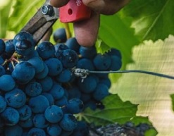 Vinos biodinámicos en Argentina: entre la profundización y el trabajo colaborativo.